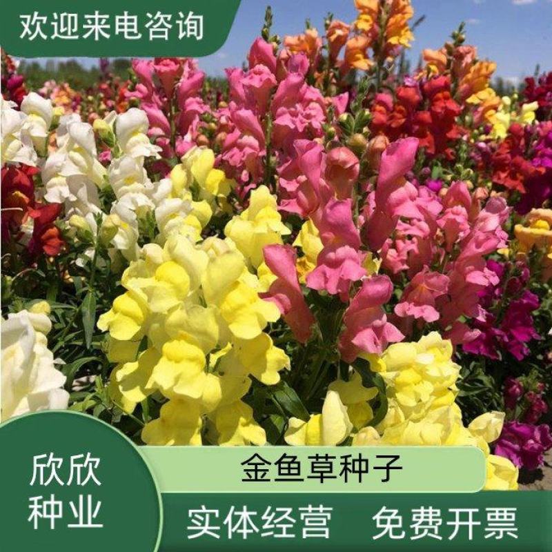 金鱼草种子多年生花狮子花户外阳台盆播地播花篱花境景观花籽
