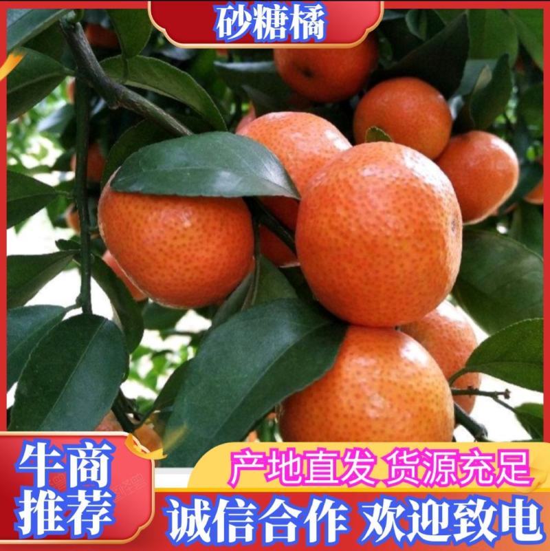 沙糖桔大量上市中！产地直发，诚信合作，欢迎前来选购！
