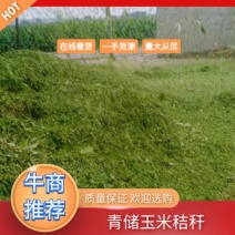 牧草饲料全珠玉米杆青贮青储甘蔗尾牛羊饲料黄贮
