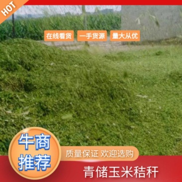 牧草饲料全珠玉米杆青贮青储甘蔗尾牛羊饲料黄贮