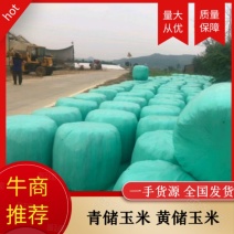 全株玉米秸秆青贮黄贮牛羊饲料稻谷草青储黄储一手货源