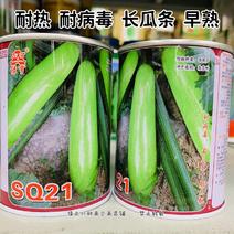 耐病毒耐热西葫芦种子瓜色翠绿高温下不易变白早熟品种