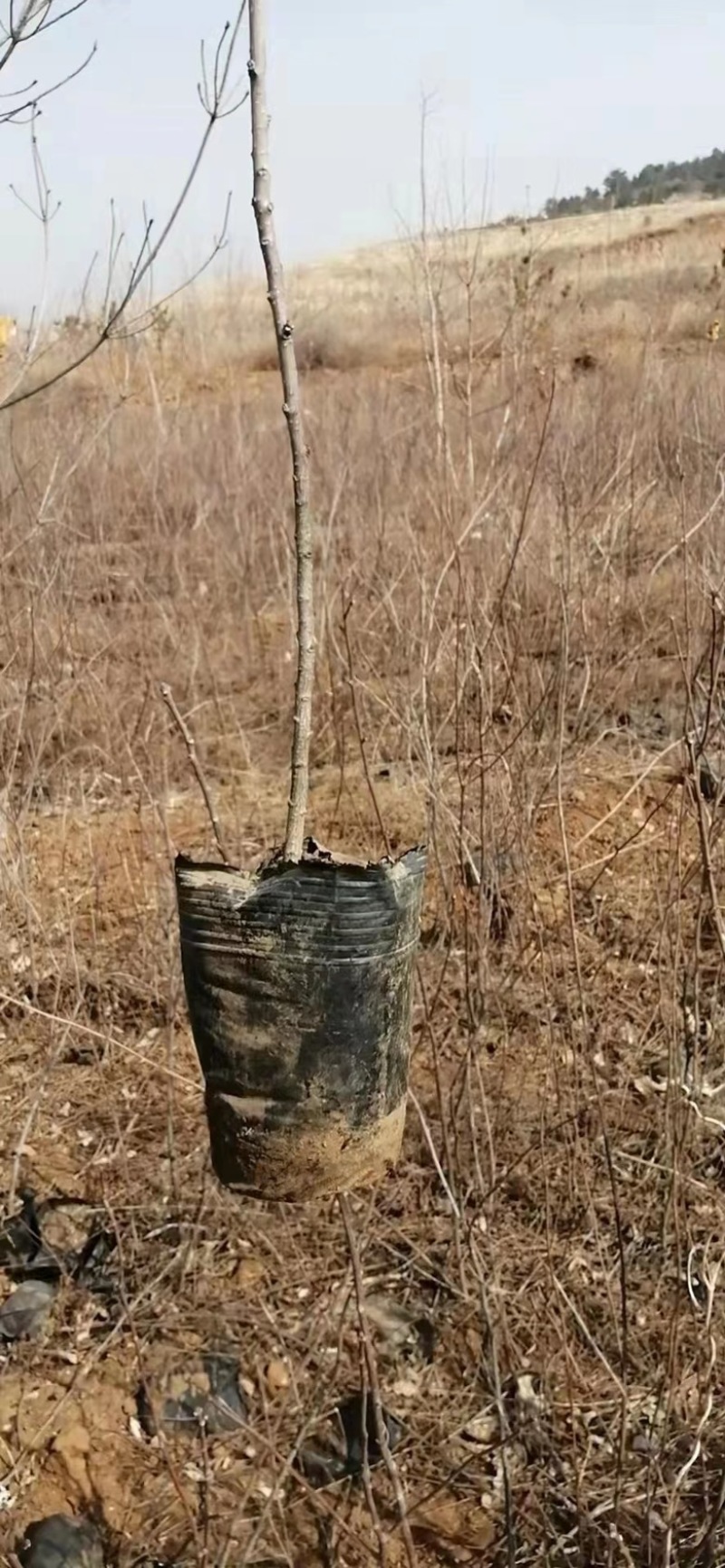 山杏苗，山杏杯苗，裸根苗，土球苗，大量供应，产地直发