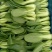 小小颗小青菜。青柑，青叶，无虫眼，无黄叶，一年四季有货，
