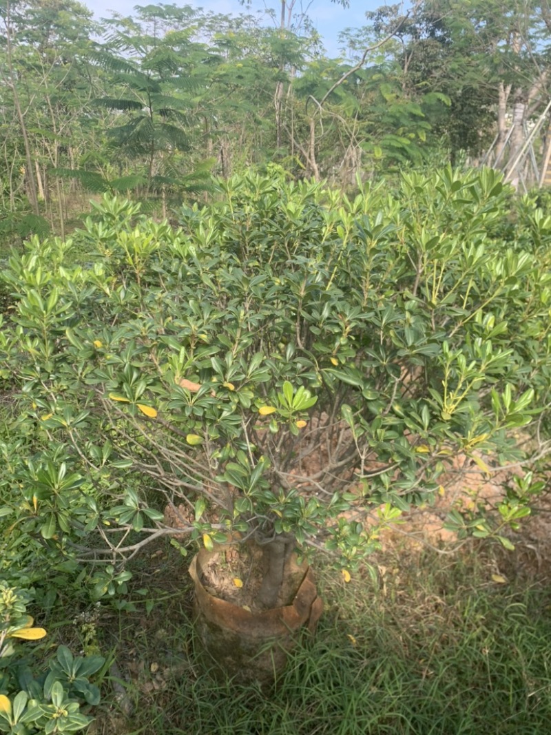 海桐球高度1米-1.5米清场岀售价格便宜