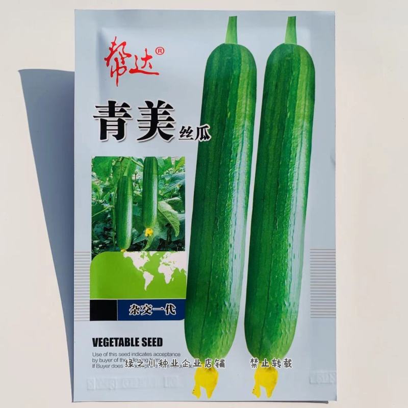 青美丝瓜种子油亮棍棒丝瓜种子清香味浓高产丝瓜种籽油绿光泽