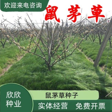 绿肥鼠茅草种子果园绿肥种子抑制杂草改善土壤鼠茅草种籽