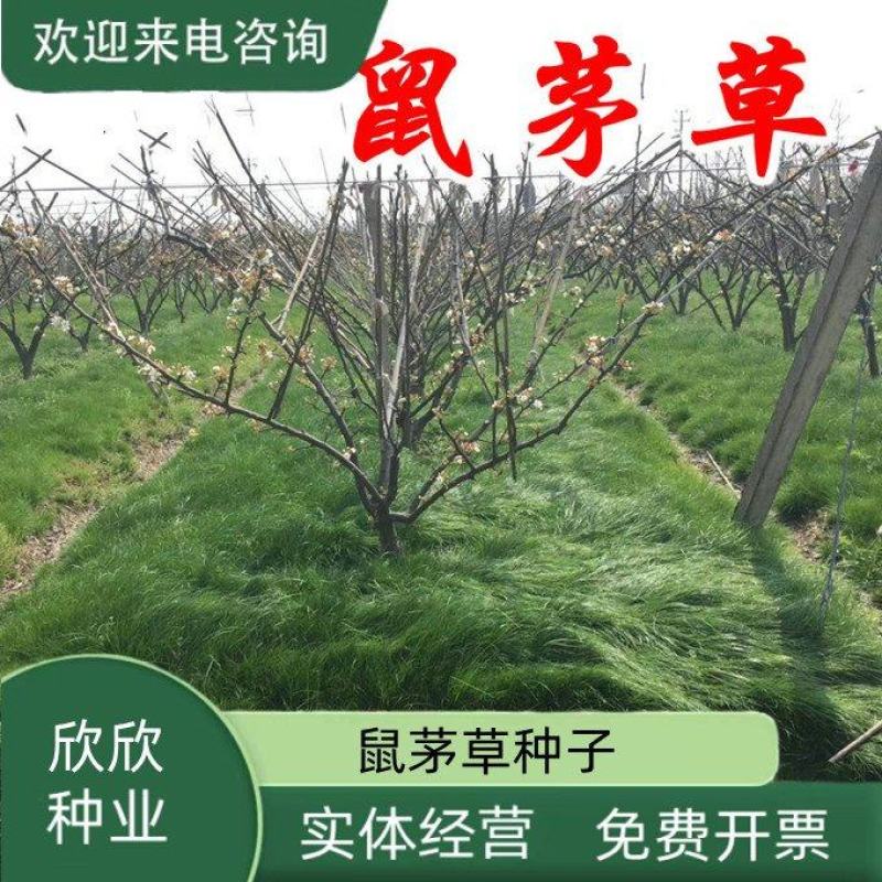 绿肥鼠茅草种子果园绿肥种子抑制杂草改善土壤鼠茅草种籽