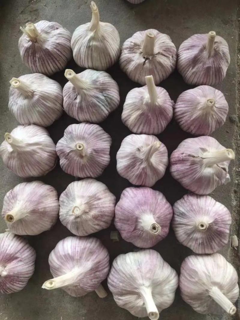 （精选）金乡大蒜红皮紫皮储存量大价位便宜全国发货