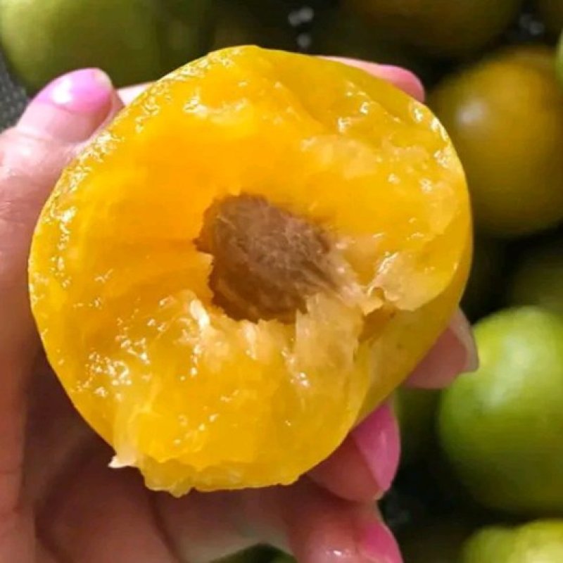 蜂糖李苗，蜂糖李树苗，蜂糖李子树苗，蜂糖李子苗，嫁接苗