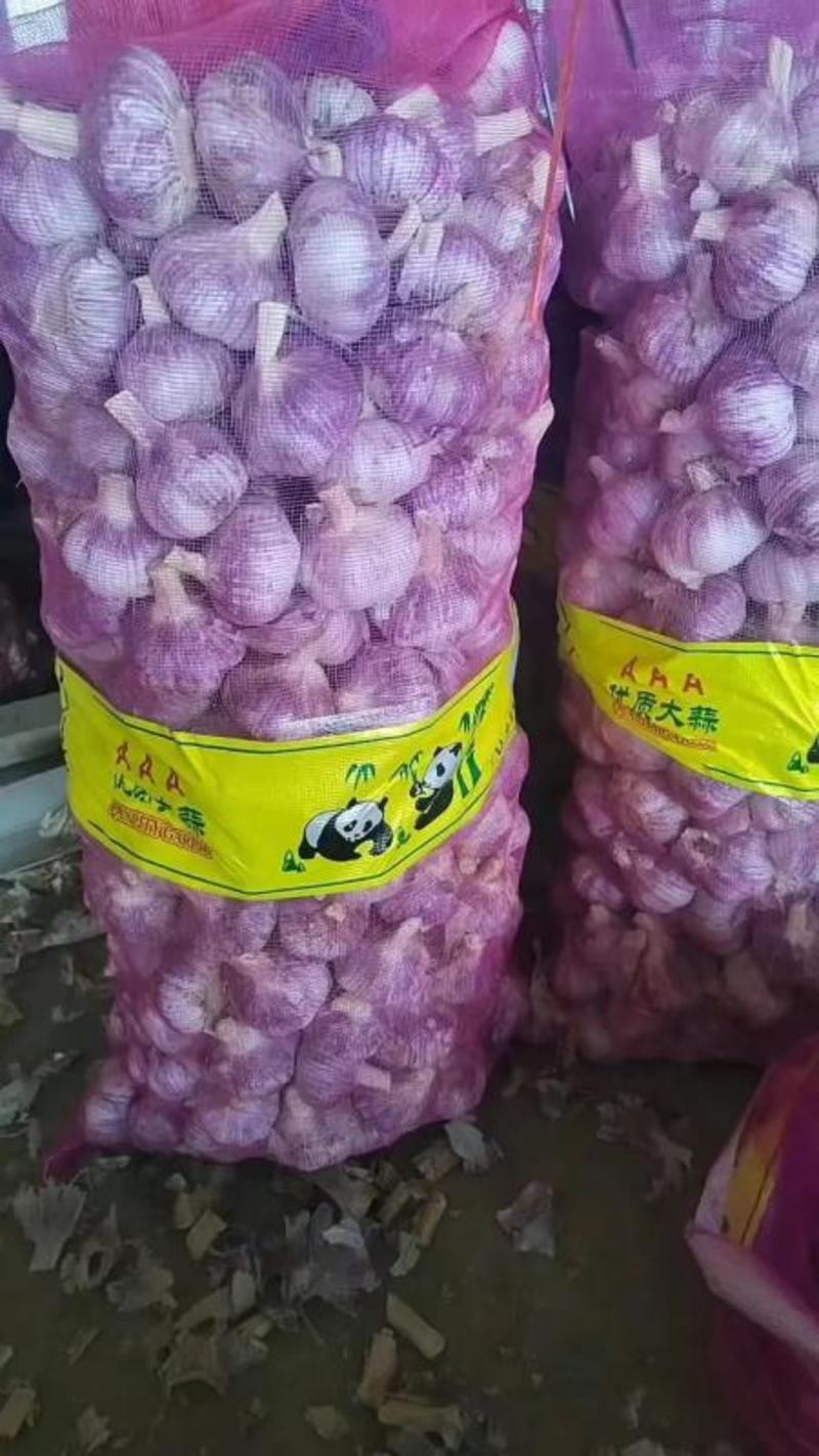 （精选）紫皮蒜储存量大大蒜诚信度高，大量有货量大从优