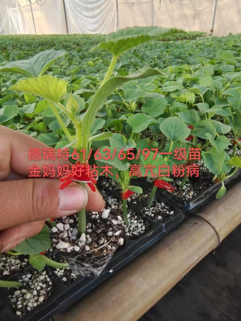 山东聊城莘县甜瓜，红金蜜小蜜博洋61九号甜瓜苗