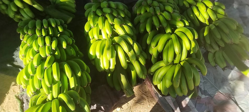 香蕉与健康人群