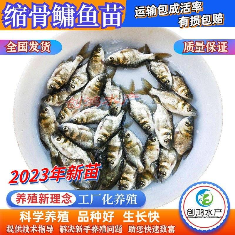 【2023新苗】一级缩骨大头鱼苗缩骨鱼苗缩骨鳙鱼苗