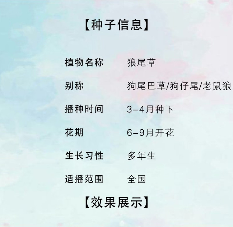 紫穗狼尾草种子，生命力旺盛，适应性强，粗话管理，发芽率高