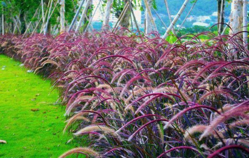 紫穗狼尾草种子，生命力旺盛，适应性强，粗话管理，发芽率高