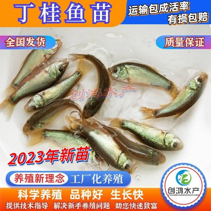 【2023新苗】欧洲丁鱥鱼苗丁桂鱼苗丁桂鱼水花