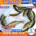 2023新苗优质丁桂鱼鱼苗欧洲丁鱥鱼苗食用观赏鱼