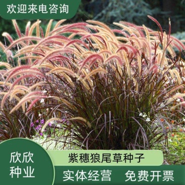 紫穗狼尾草种子，生命力旺盛，适应性强，粗话管理，发芽率高
