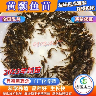 2023新苗全雄黄骨鱼苗黄颡鱼苗杂交黄骨鱼苗黄辣丁