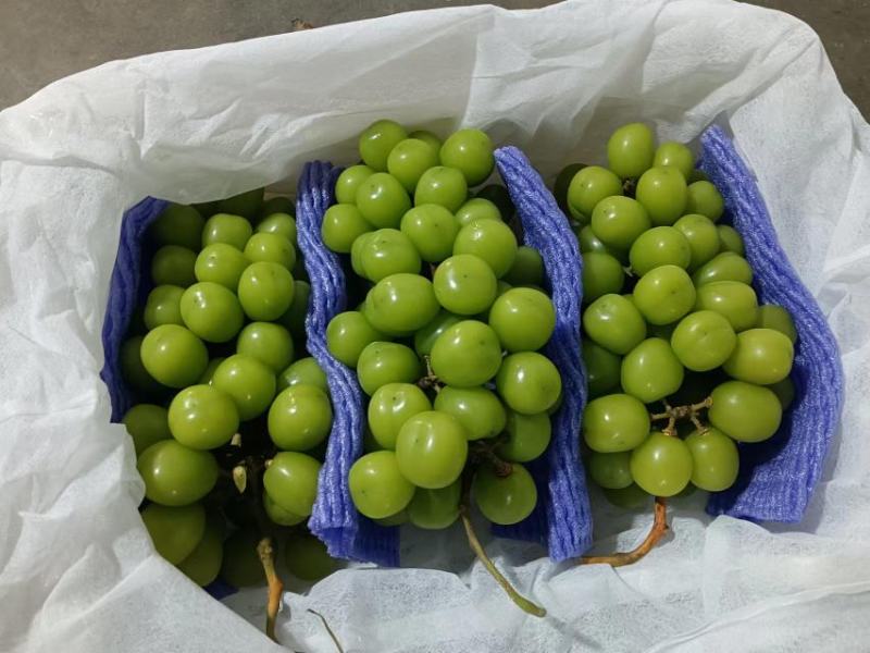 阳光玫瑰葡萄回头客多质量保证价格规格详谈实力供货