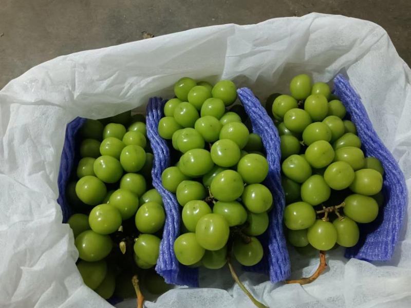 阳光玫瑰葡萄回头客多质量保证价格规格详谈实力供货