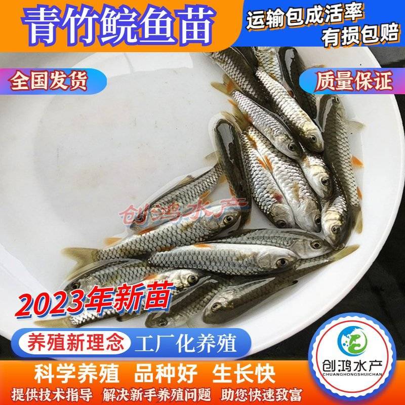 【2023新苗】优质青竹鲩鱼苗光倒刺鲃鱼苗军鱼苗
