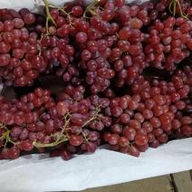 克伦生葡萄全国发货质量好价格实惠欢迎来电