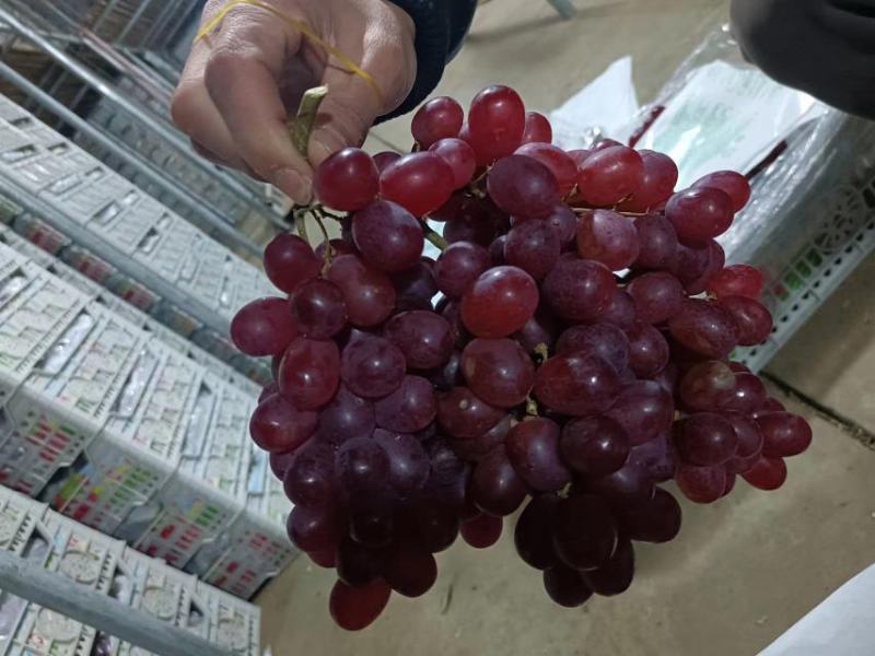 克伦生葡萄全国发货质量好价格可谈欢迎来电代发全国