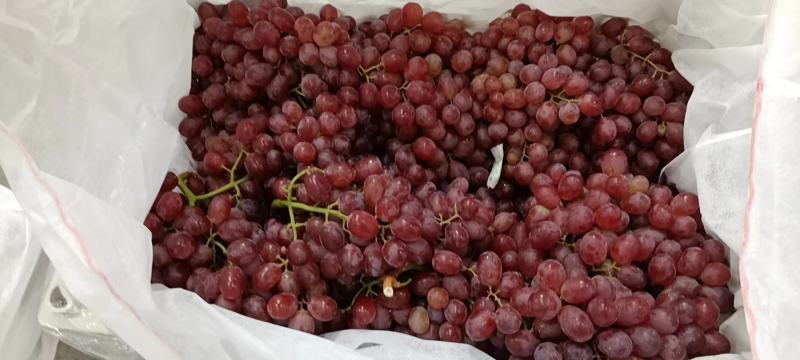 克伦生葡萄全国发货质量好价格可谈欢迎来电代发全国