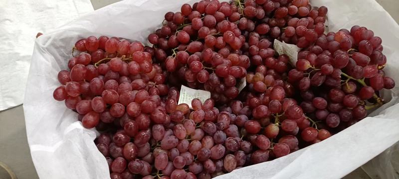 克伦生葡萄全国发货质量好价格可谈欢迎来电代发全国