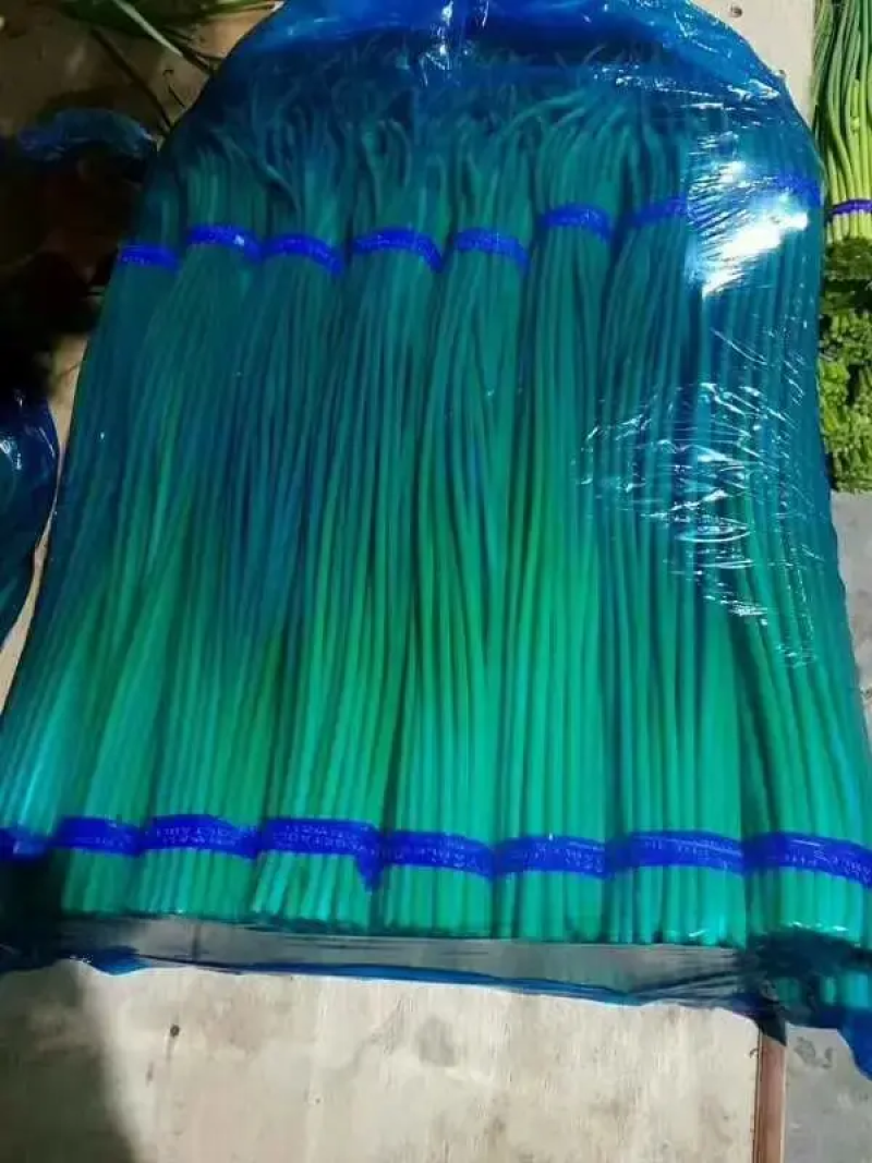 山东金乡蒜苔精品蒜薹新蒜苔产地直发冷库存储量大从优