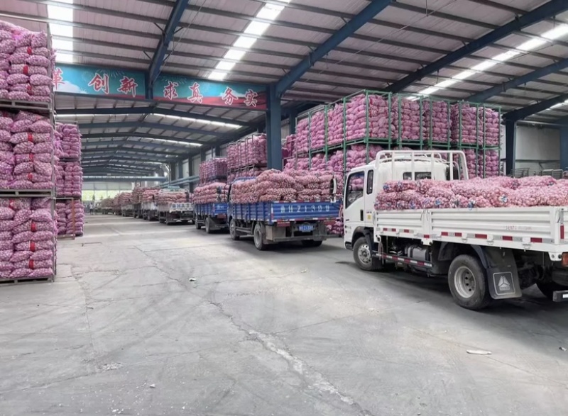 金乡县大蒜批发总公司.代加工保质保量产地直发