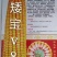 矮宝v8玉米种子厂家正品保证抗倒抗病棒大产量高