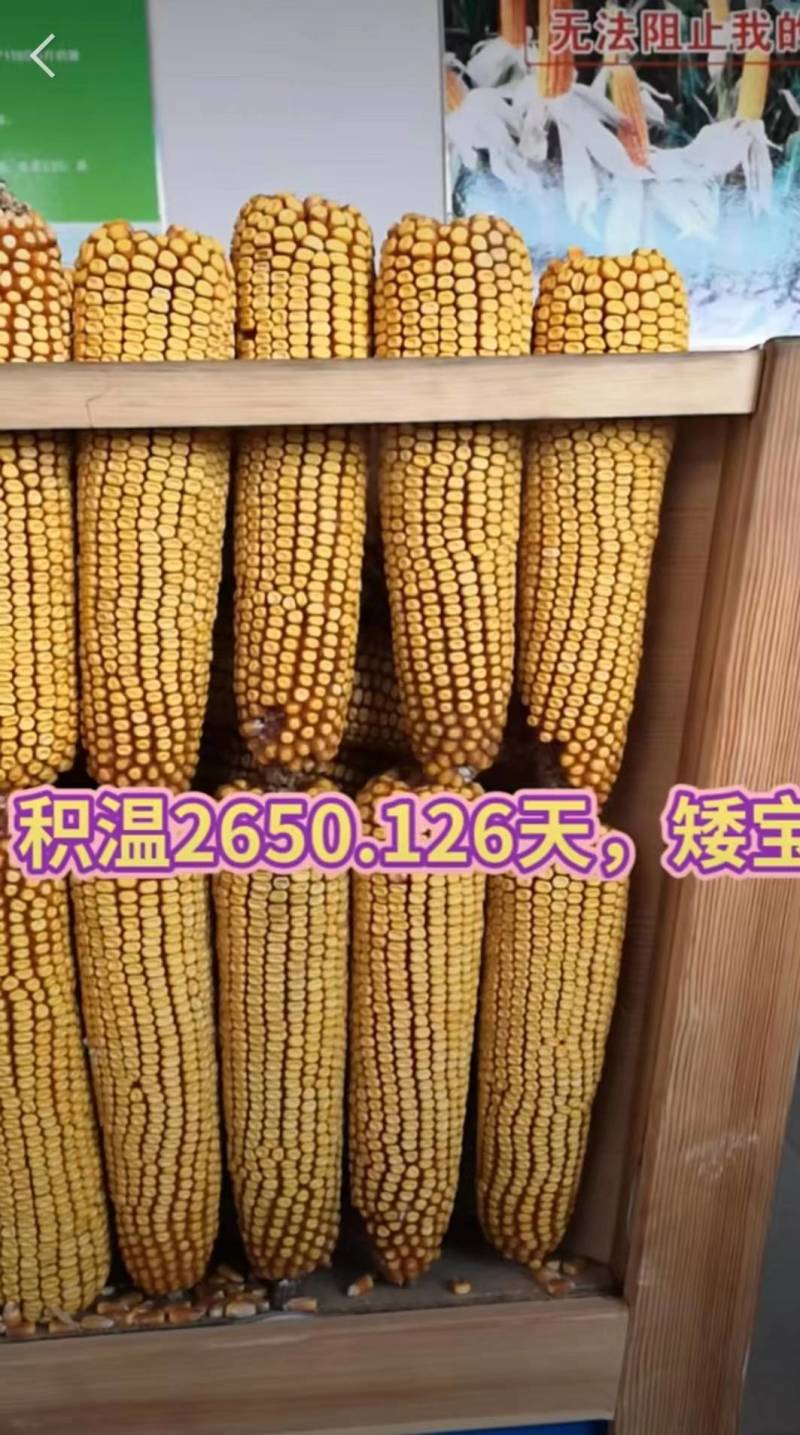 矮宝v8玉米种子厂家正品保证抗倒抗病棒大产量高