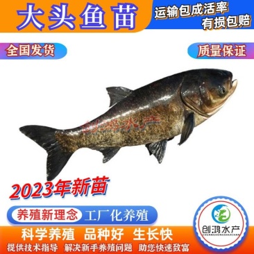 【2023新苗】鳙鱼苗大头鱼苗花鲢鱼苗四大家鱼出售