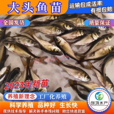 【2023新苗】鳙鱼苗大头鱼苗花鲢鱼苗花鲢水花出售