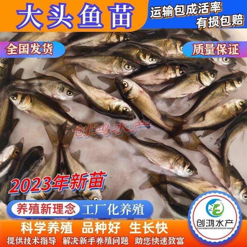 【2023新苗】鳙鱼苗大头鱼苗花鲢鱼苗花鲢水花出售