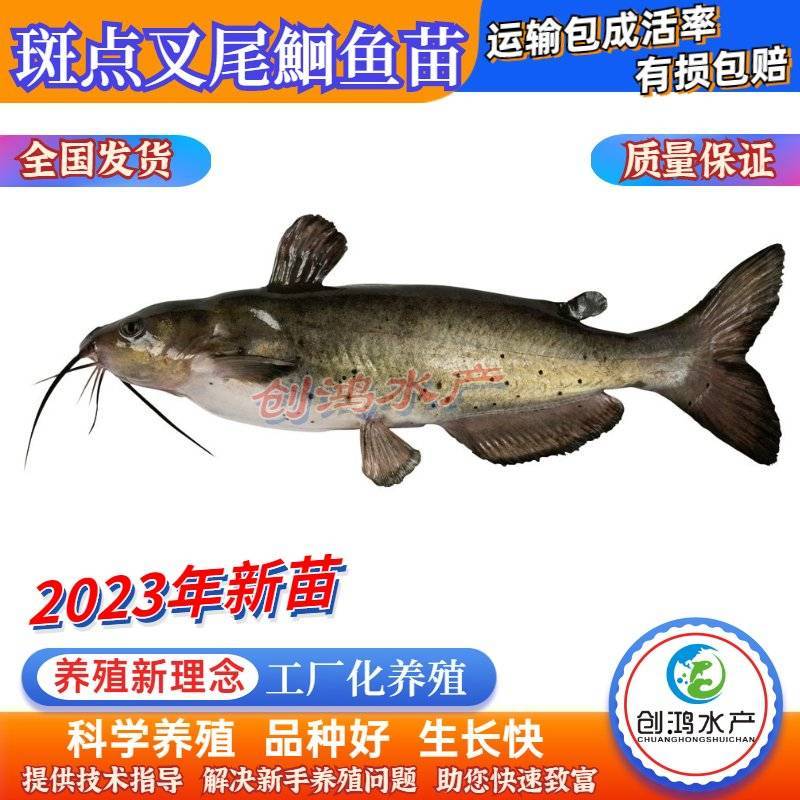 2023新苗叉尾鮰鱼苗斑点叉尾鮰鱼苗钳鱼苗淡水鱼苗