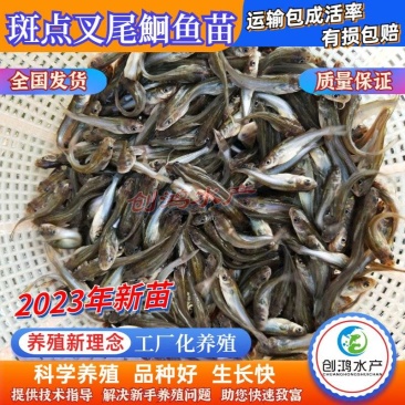 【2023新苗】广东叉尾鮰鱼苗美国斑点叉尾鮰鱼苗