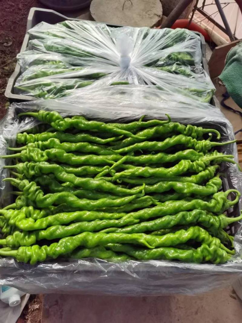 热销精品四川西昌螺丝椒品质好赖运输万亩辣椒大棚，品种多样