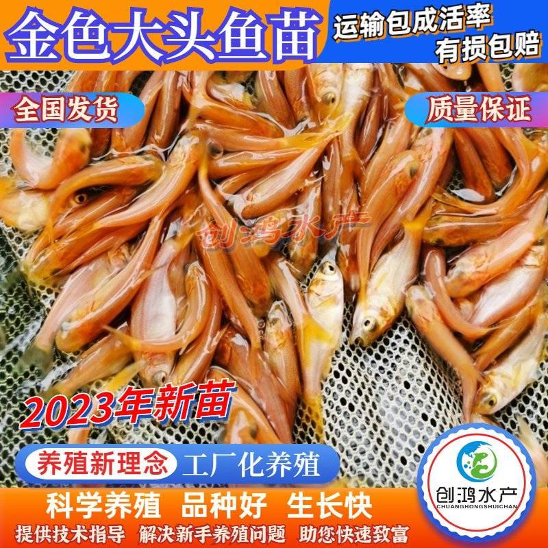 【2023新苗】金鳙鱼苗黄金花鲢鱼苗金丝大头鱼苗