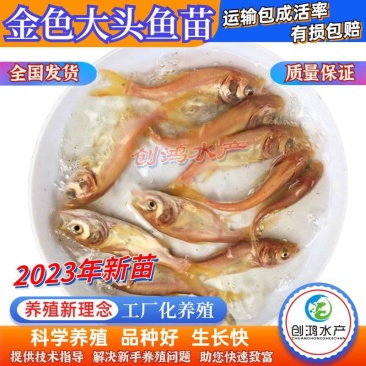【2023新苗】金鳙鱼苗金花鲢鱼苗金大头鱼苗淡水养殖