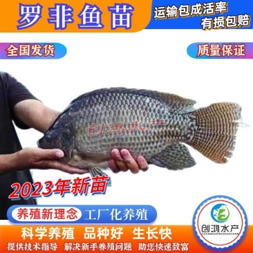 【2023新苗】罗非鱼苗高雄性罗非鱼苗新吉富罗非鱼苗