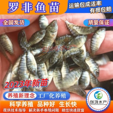 2023新苗罗非鱼苗非洲鲫鱼苗福寿鱼苗罗非水花供应