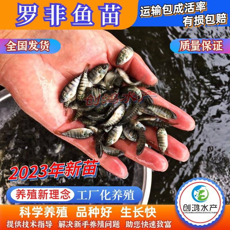 2023新苗高产快大罗非鱼苗高雄性罗非鱼苗罗非水花供应
