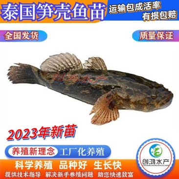 【2023新苗】泰国笋壳鱼苗云斑尖塘鳢淡水养殖
