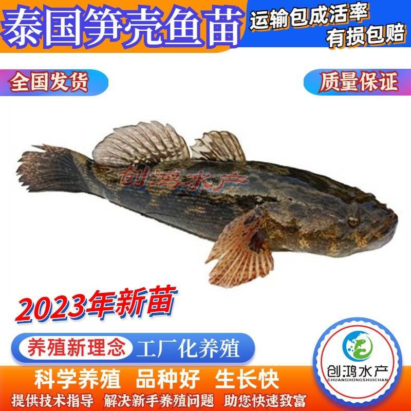【2023新苗】泰国笋壳鱼苗云斑尖塘鳢淡水养殖