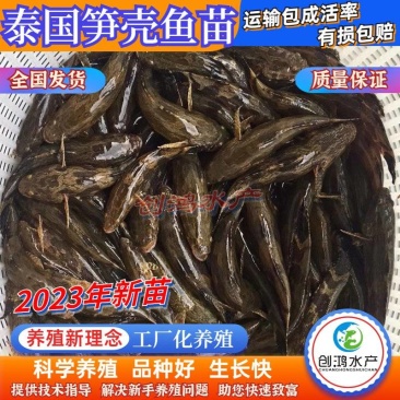 2023新苗优质笋壳鱼苗泰国笋壳鱼苗杂交笋壳鱼苗