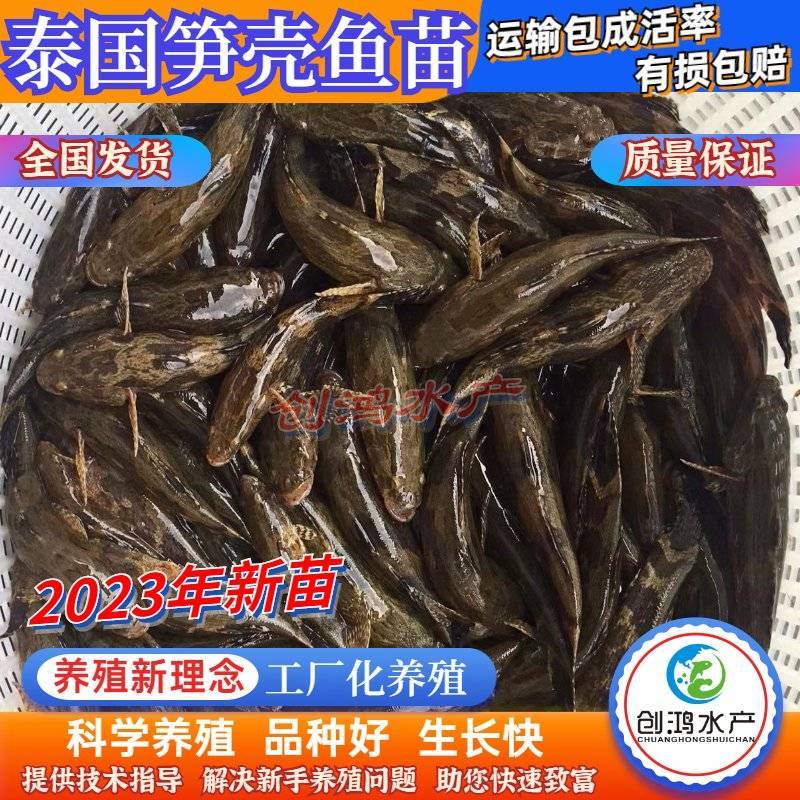 2023新苗优质笋壳鱼苗泰国笋壳鱼苗杂交笋壳鱼苗